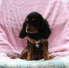 Cavalier For Sale Millersburg OH Female-Hannah