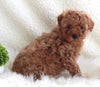 AKC Registered Miniature Poodle For Sale Millersburg OH Female-Fluffy