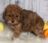 F1B Cavapoo For Sale Sugarcreek OH Male-Moey