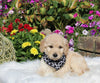 Goldendoodle For Sale Sugarcreek OH Male-Charley