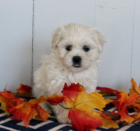 Mal-Shi For Sale Apple Creek OH Female-Bella