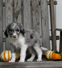 Aussiedoodle For Sale Millersburg OH Female-Keisha MAKE AN OFFER