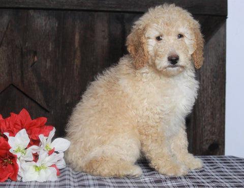 Mini F1BB Labradoodle For Sale Millersburg, OH Male- Zeke