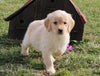 AKC Registered Golden Retriever For Sale Fredericksburg, OH Female- Liz