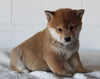 AKC Registered Shiba Inu For Sale Millersburg OH Female-Basil