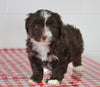 Mini Aussiedoodle For Sale Sugarcreek OH Male-Muffin