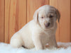 AKC Registered Labrador Retriever For Sale Fredericksburg, OH Female- Diana