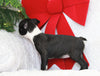 AKC Registered Boston Terrier For Sale Warsaw, OH Female- Ellie