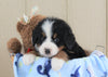 AKC Registered Bernese Mountain Dog For Sale Brinkhaven, OH Male- Rocky