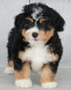 Mini Bernedoodle For Sale Millersburg OH Male- JJ