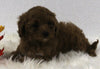 Cavapoo For Sale Holmesville OH Female-Ginger