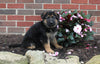 AKC Registered German Shepherd For Sale Millersburg OH Female-Noelle