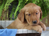AKC Registered Golden Retriever For Sale Shreve OH Male-Rex