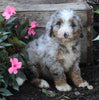 Mini Bernedoodle For Sale Millersburg OH Male-Kobe