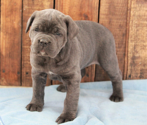 AKC Registered Cane Corso For Sale Wooster, OH Female- Lady