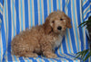 F1BB Mini Labradoodle For Sale Millersburg OH Male-Elmo
