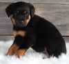 AKC Registered Rottweiler For Sale Applecreek OH -Female Shelly