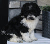 AKC Registered Moyen Poodle For Sale Wooster OH Female-Alexa