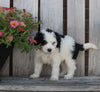 Mini Bernedoodle For Sale Sugarcreek OH Female-Emma