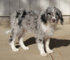 Aussiedoodle For Sale Millersburg OH Female-Keisha MAKE AN OFFER