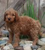 Medium F1BB Goldendoodle For Sale Millersburg OH Male-Dustin