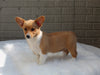 Pembroke Welch Corgi For Sale Millersburg OH Female-Penelope