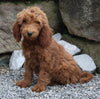 Goldendoodle For Sale Millersburg OH Male-Noah
