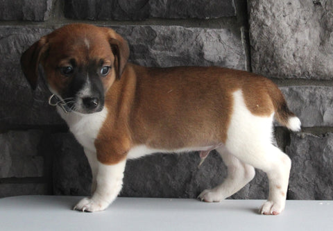 Jack Russel For Sale Millersburg OH Male-Austin