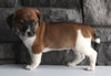 Jack Russel For Sale Millersburg OH Male-Austin