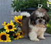 ACA Registered Shih-Tzu For Sale Millerssburg OH Male-Chase