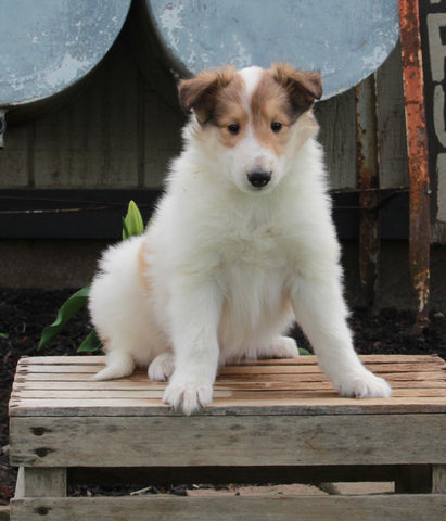 AKC Registered Collie Lassie For Sale Fredricksburg OH Male-Hunter