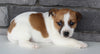 Jack Russel For Sale Millersburg OH Female-Sandy