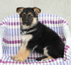 AKC Registered German Shepherd For Sale Sugarcreek, OH Female- Daisy