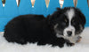Mini Australian Shepherd For Sale Fredericksburg OH-Male Romeo