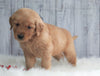 AKC Registered Golden Retriever For Sale Millersburg, OH Male- Rascal
