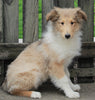 AKC Registered Collie (Lassie) For Sale Fredericksburg, OH Female- Molly