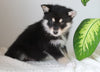 Pomsky For Sale Fredericksburg, OH Male- Diesel