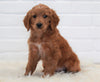 Goldendoodle (Standard) For Sale Dundee, OH Female- Sheila
