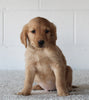 AKC Registered Golden Retriever For Sale Millersburg OH Male-Billy