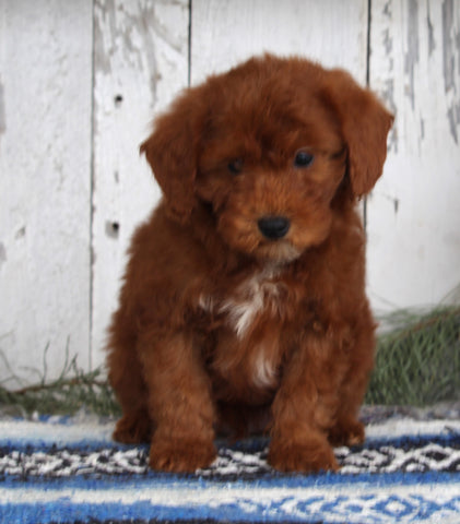 AKC Registered Mini Poodle For Sale Millersburg OH Male-Ranger