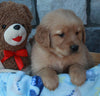 AKC Registered Golden Retriever For Sale Brinkhaven OH Male-Diamond