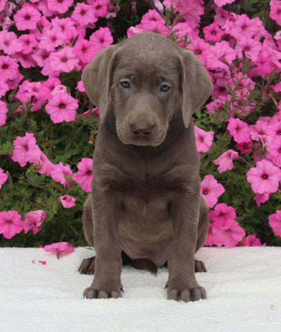 AKC Registered Labrador Retriever For Sale Millersburg OH Female-Isabella