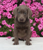 AKC Registered Labrador Retriever For Sale Millersburg OH Female-Isabella