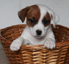 Jack Russel Terrier For Sale Fredericksburg OH Female- Penny