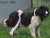 AKC Newfoundland For Sale Millersburg OH -Male Elvis