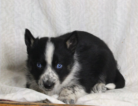Texas Heeler Siberian Husky Mix For Sale Fredericksburg OH Male-Tobi