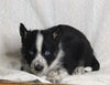 Texas Heeler Siberian Husky Mix For Sale Fredericksburg OH Male-Tobi