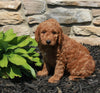 Mini Goldendoodle For Sale Sugarcreek OH Male-Jake
