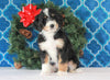 Bernedoodle (Standard) For Sale Sugarcreek, OH Female- Star