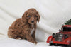 Cockapoo For Sale Millersburg, OH Male- Cobe